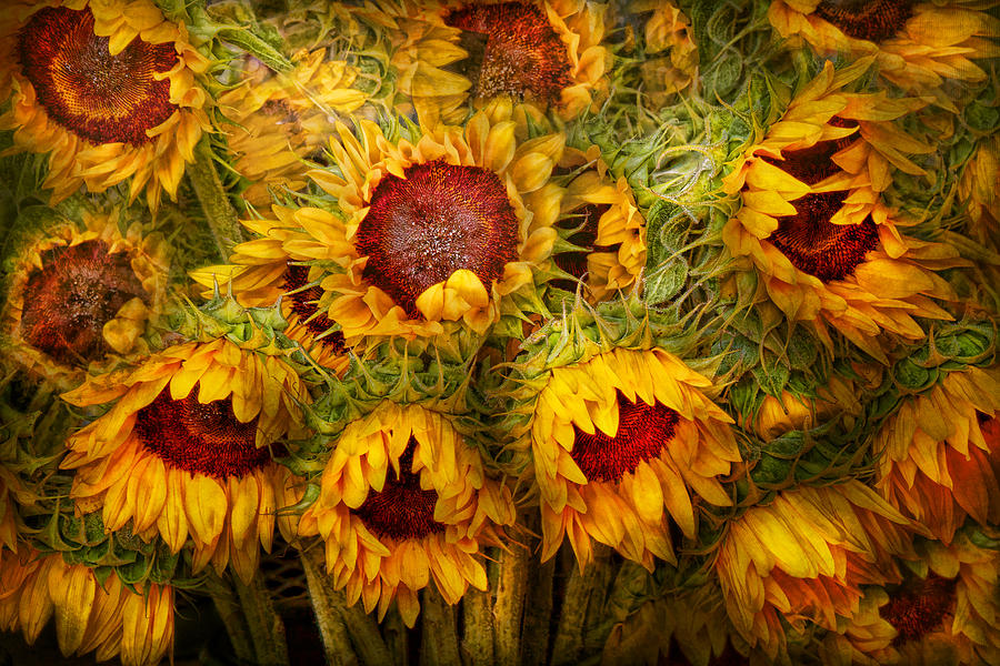 Sunflower Photograph - Flowers - Sunflowers - Youre my only sunshine by Mike Savad