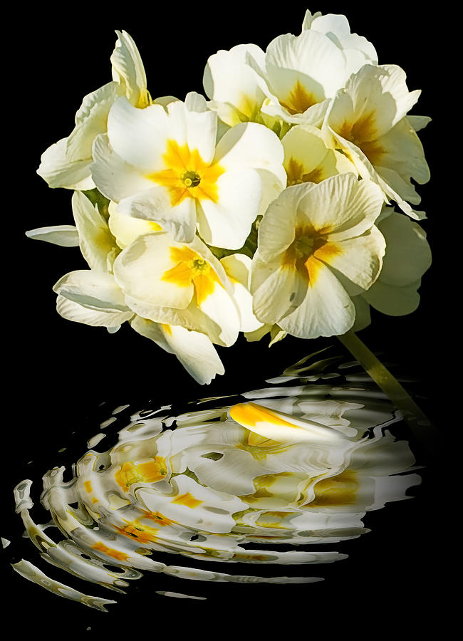 Flower Photograph - Flowers by Svetlana Sewell