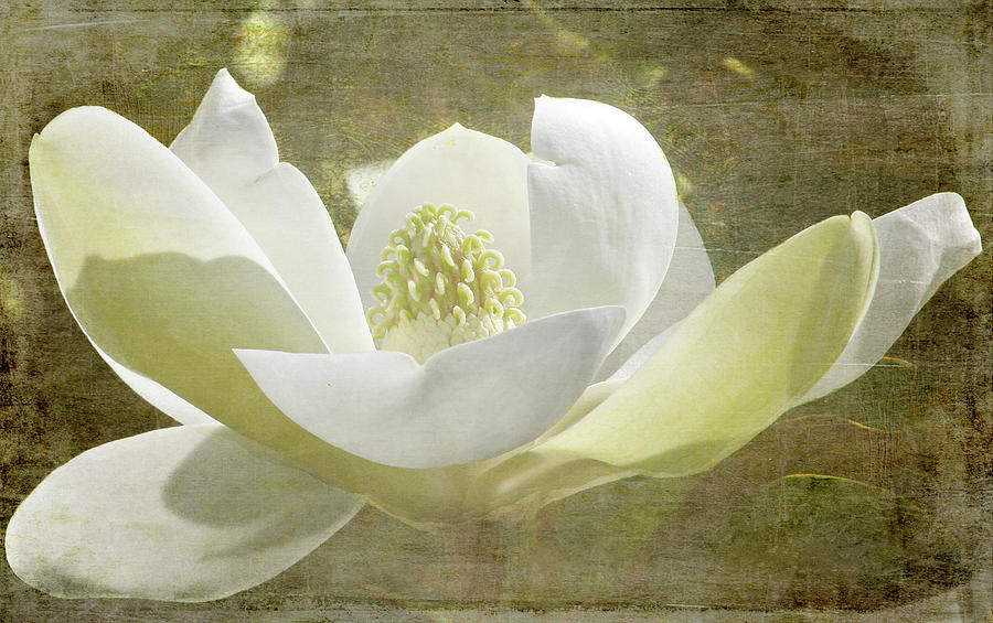 Magnolia Movie Photograph - Flowers - Sweet Magnolia by HH Photography of Florida
