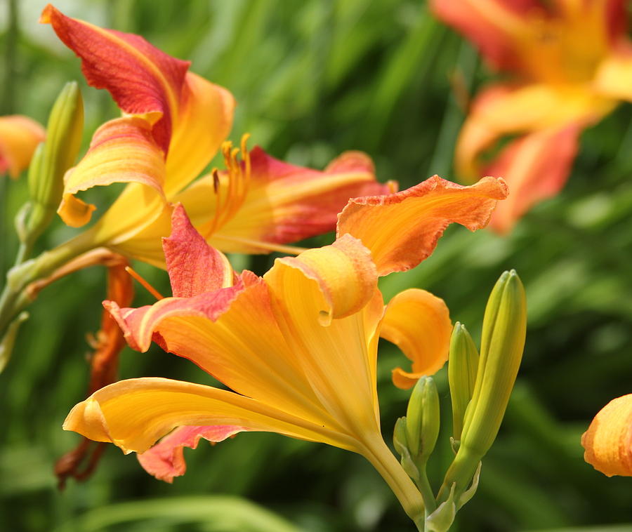 Flowers Photograph by Tammy Querin - Fine Art America