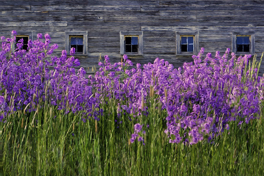 Flowers - Windows in Weathered Barn - 2 Photograph by Nikolyn McDonald