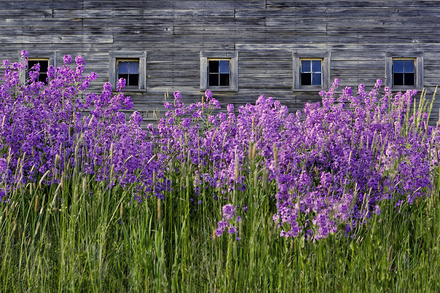 Flowers - Windows in Weathered Barn Photograph by Nikolyn McDonald