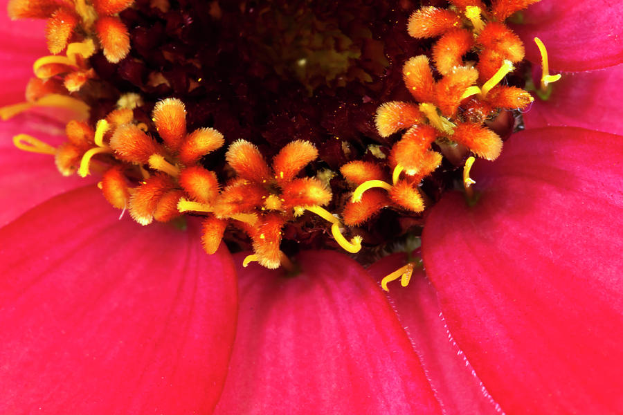 Flowers Within The Flower - Zinnia Macro  Photograph by Sandra Foster