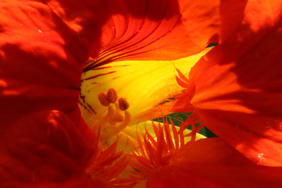 Flowerscape Nasturtium Two Photograph by Laura Davis
