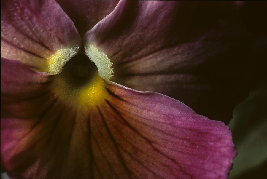 Flowerscape Pansy One Photograph by Laura Davis
