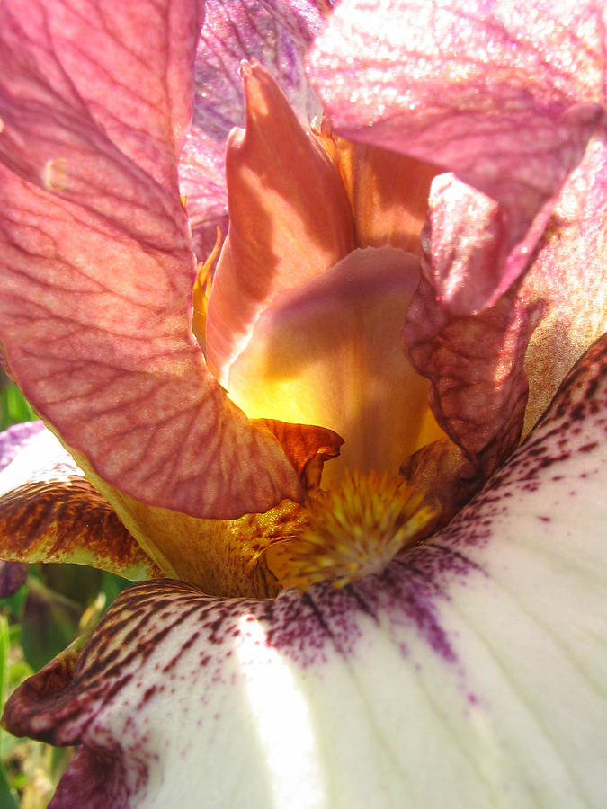 Flowerscape Pink Iris One Photograph by Laura Davis