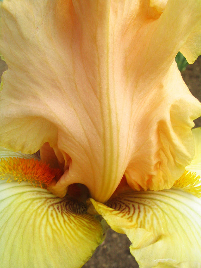 Flowerscape Yellow Iris One Photograph by Laura Davis