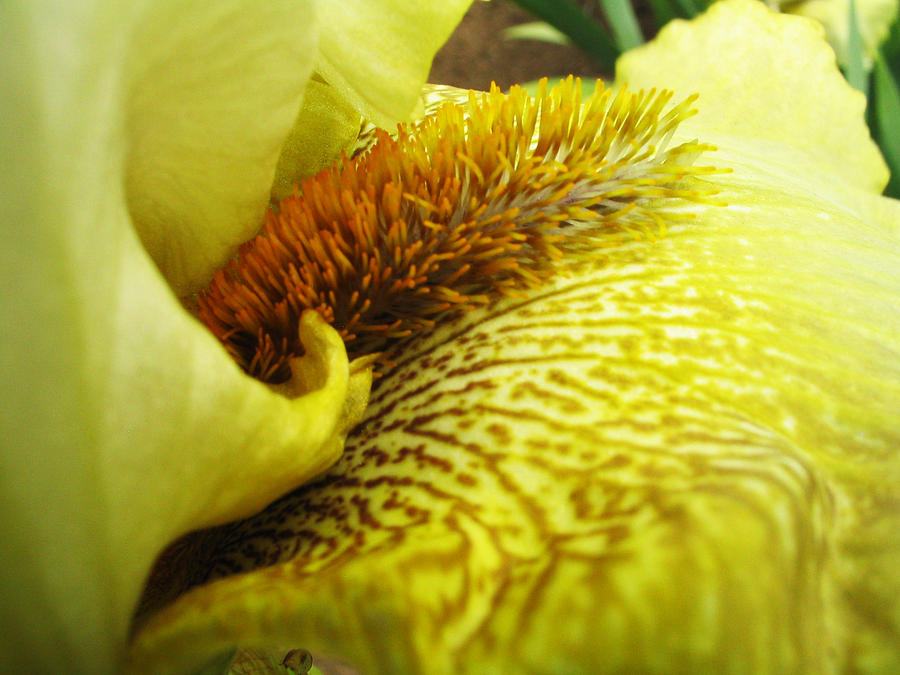 Flowerscape Yellow Iris Six Photograph by Laura Davis