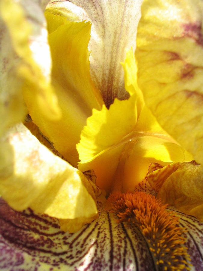 Flowerscape Yellow Iris Three Photograph by Laura Davis