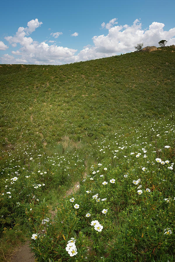 Flowery Hills Photograph by Carlos Caetano