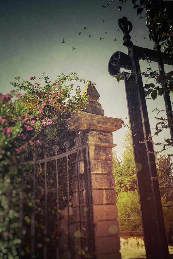Flowery Iron Gate Photograph by Carlos Caetano