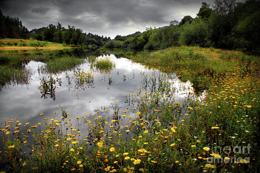 Nature Photograph - Flowery Lake by Carlos Caetano