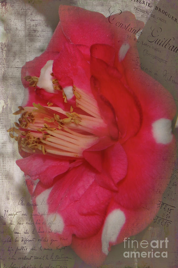 Flowery Memory Photograph by Judy Hall-Folde