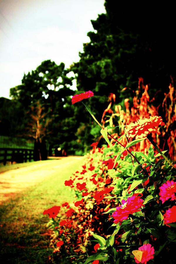 Flower Photograph - Flowery Path by Jill Tennison
