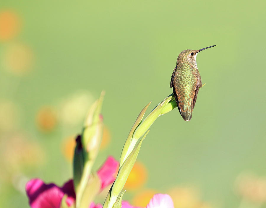 Flowery Perch Photograph by Steve McKinzie