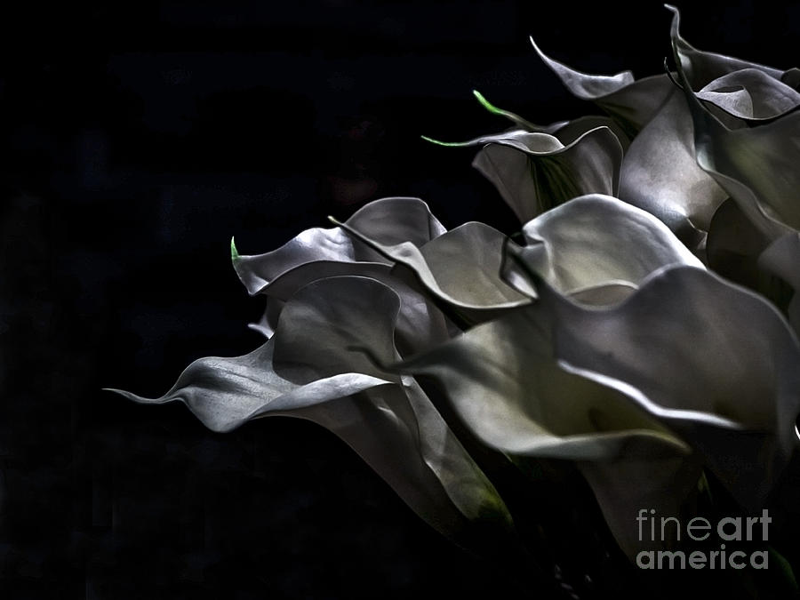 Flowing Calla Lilies Photograph by James Aiken