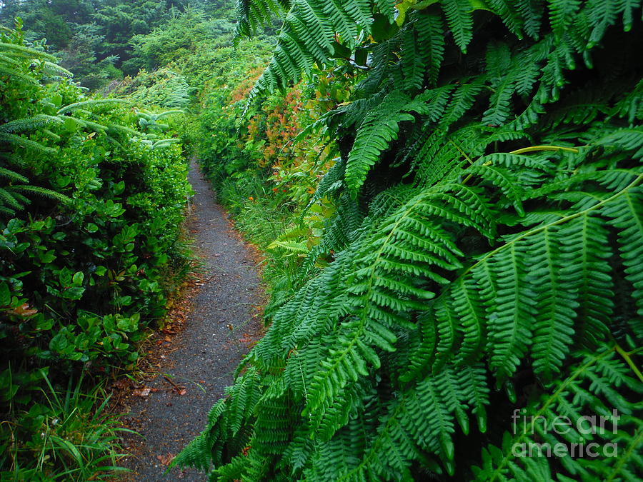 Flowing Ferns Of The Oregon Trail by Paddy Shaffer Flowing Ferns Of The Oregon Trail by Paddy Shaffer