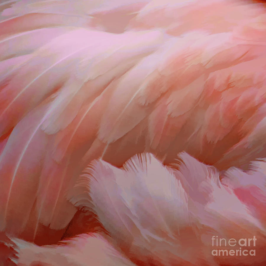 Flowing Flamingo Feathers Photograph by Kevin Anderson