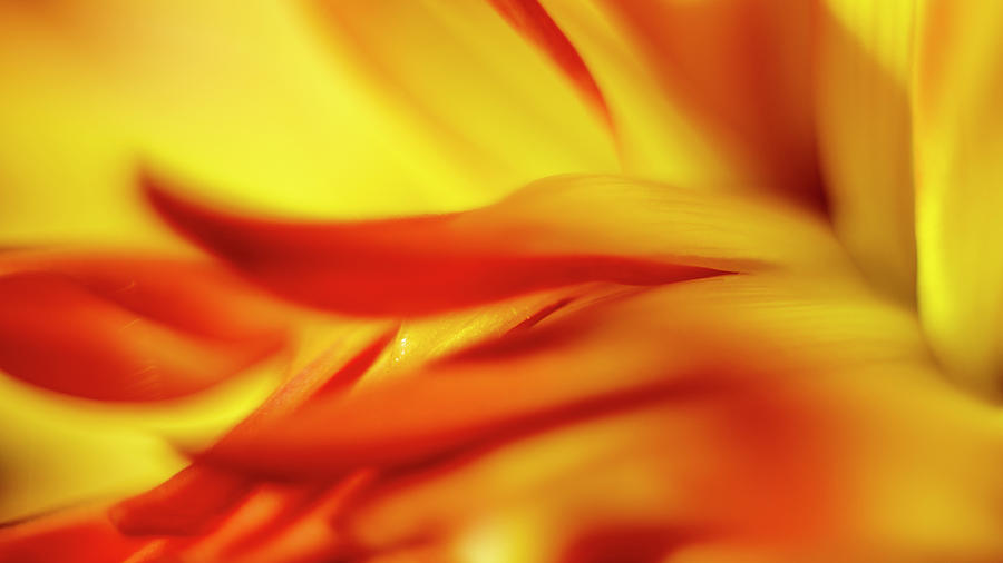 Flowing Floral Fire Photograph by Tony Locke
