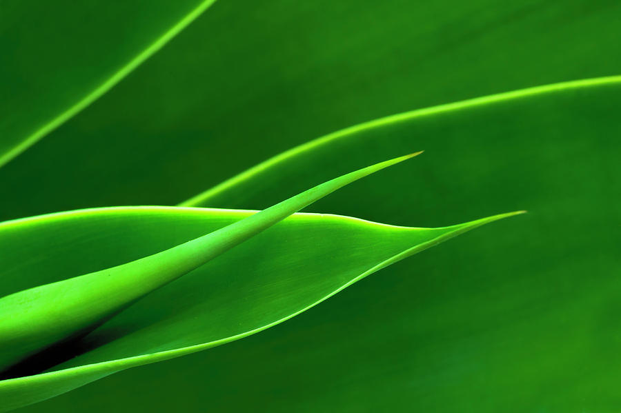 Flowing Green Photograph by Richard Macquade