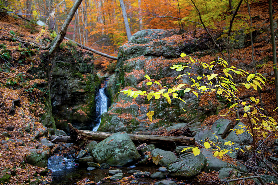 Flowing Into Autumn Photograph