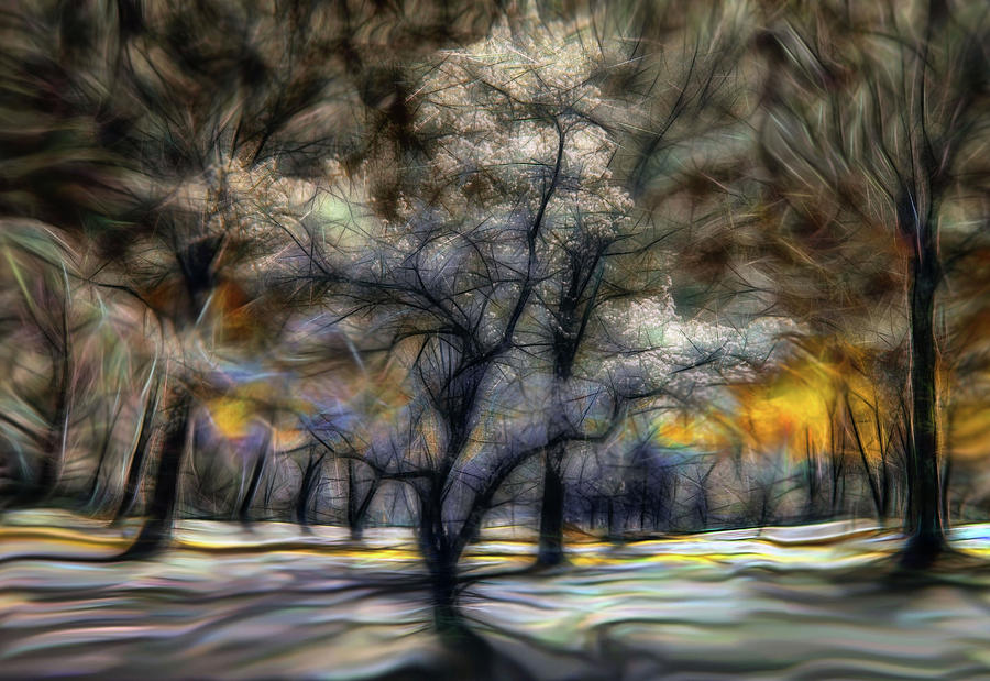 Tree Photograph - Glowing in the Trees by Janice Mezzacappa