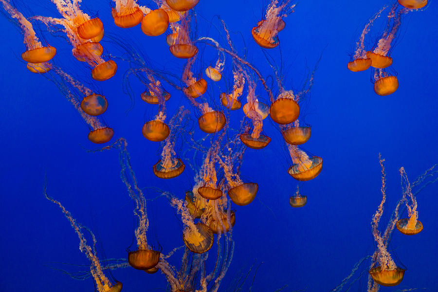 Flowing Pacific Sea Nettles 1 Photograph by Scott Campbell