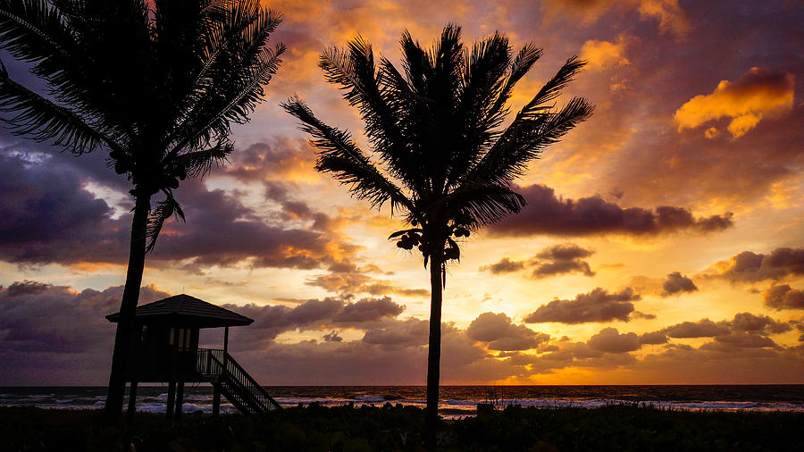 Flowing Palm Sunrise Delray Beach Florida Photograph by Lawrence S Richardson Jr