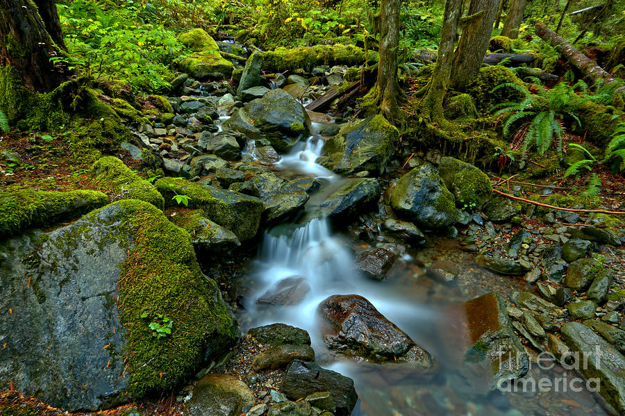 Flowing Through Moss And Ferns Photograph by Adam Jewell