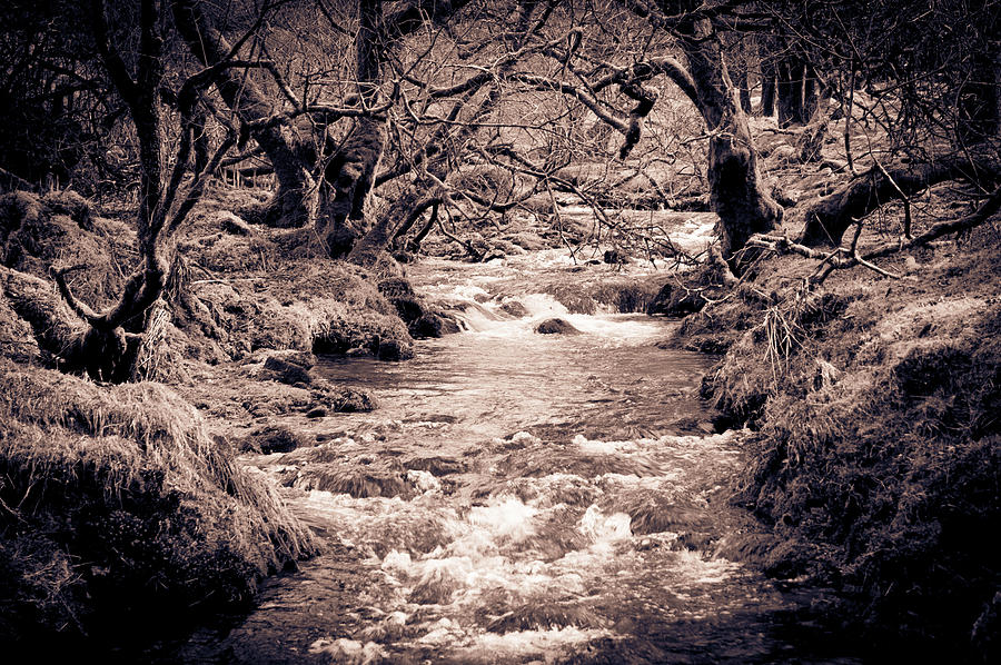 Flowing through the woods Photograph by Helen Jackson