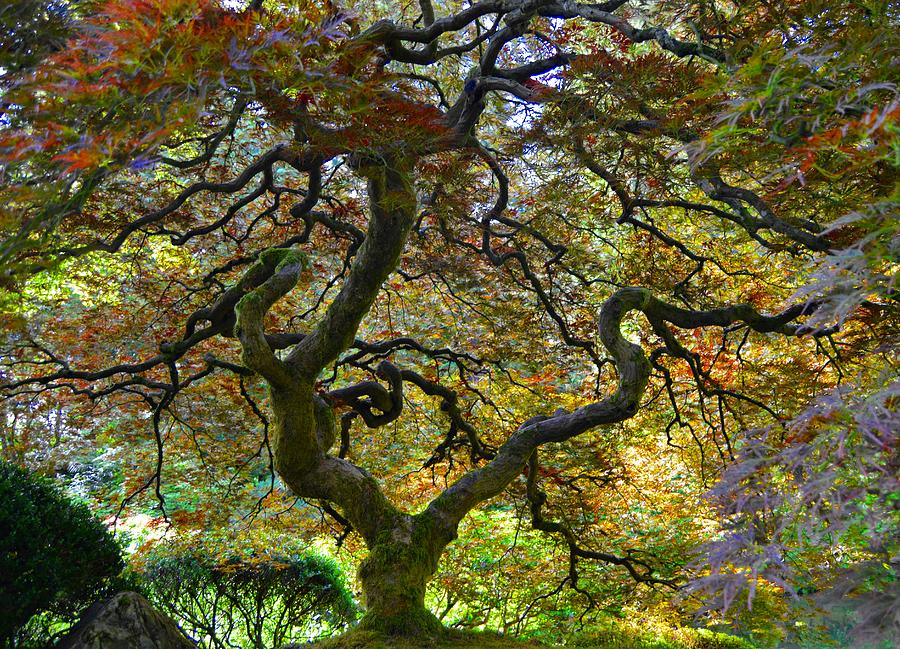 Flowing Tree Photograph by Sandra Peery