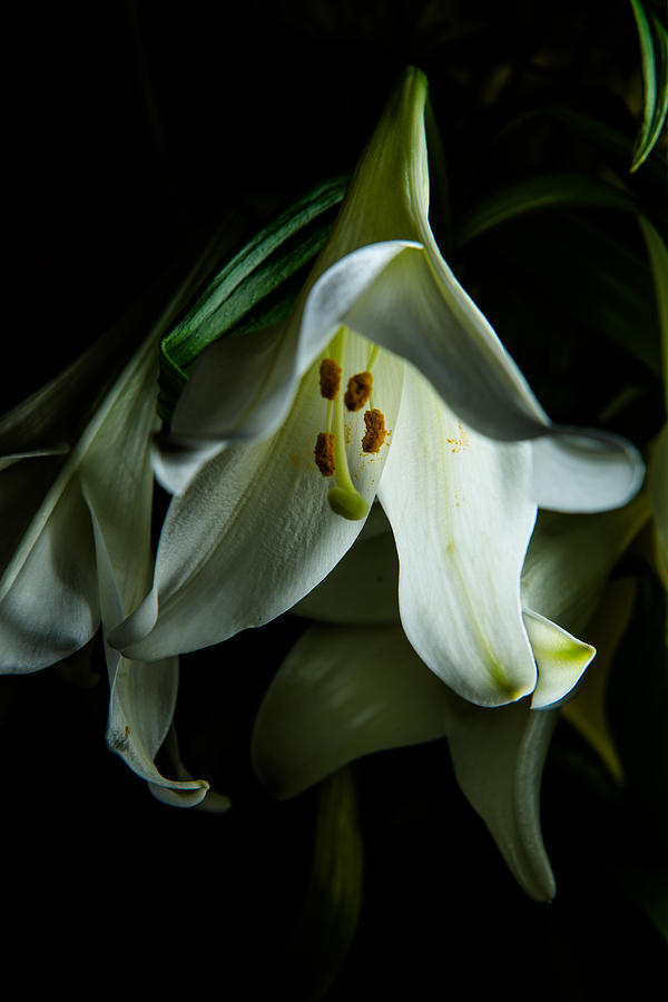 Flowing White lily Photograph by Dennis Dame