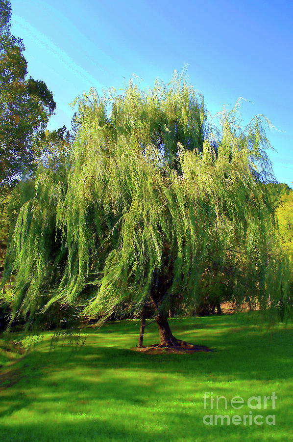Flowing Willow Painted Photograph by Skip Willits