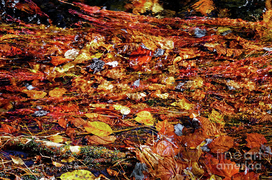Flowing With Fall Photograph
