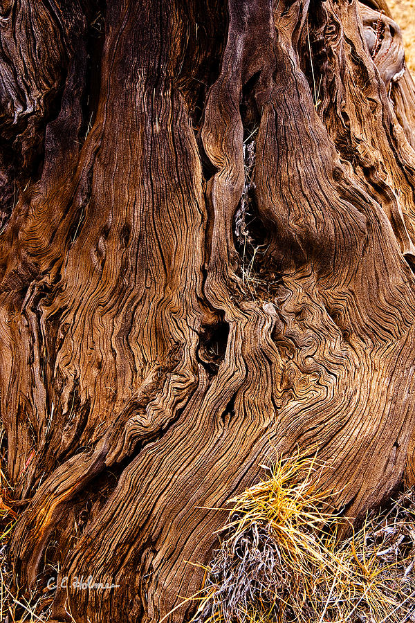 Flowing wood Photograph by Christopher Holmes