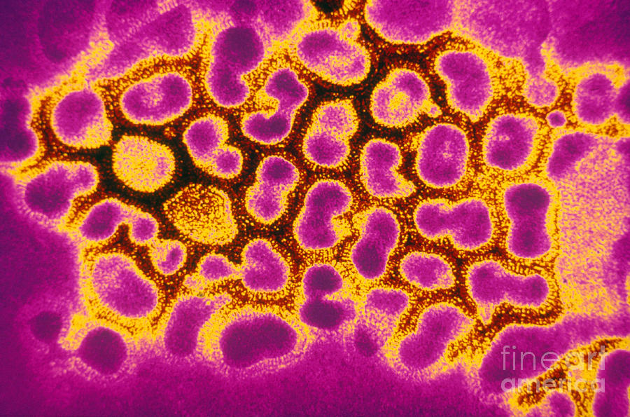 Flu Virus Tem Photograph by Science Source