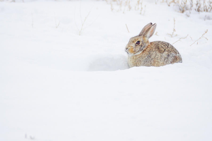Fluff And Snow Photograph by John De Bord Fluff And Snow Photograph by John De Bord