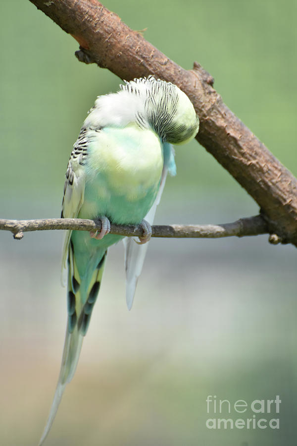 Parakeet Photograph - Fluffed Feathers and Pastel Colored Shell Parakeet by DejaVu Designs