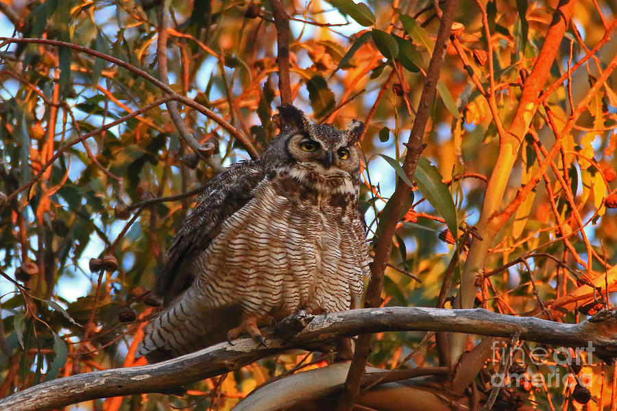 Owl Photograph - Fluffed Up by Craig Corwin