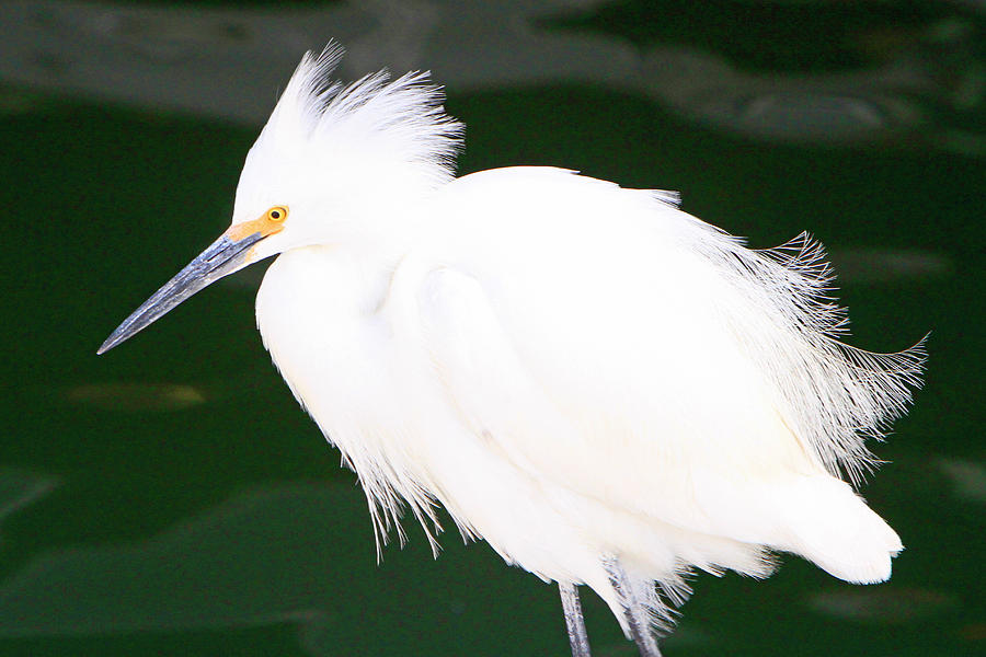 Fluffed Up Egret Photograph by Shoal Hollingsworth