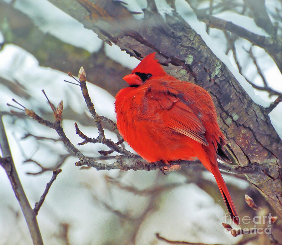 Fluffed Up Male Cardinal Photograph by Kerri Farley