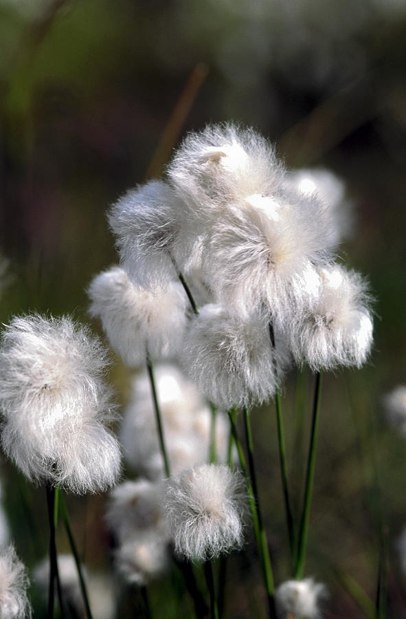 White Photograph - Fluffy Alaska Cotton Grass by Sally Weigand