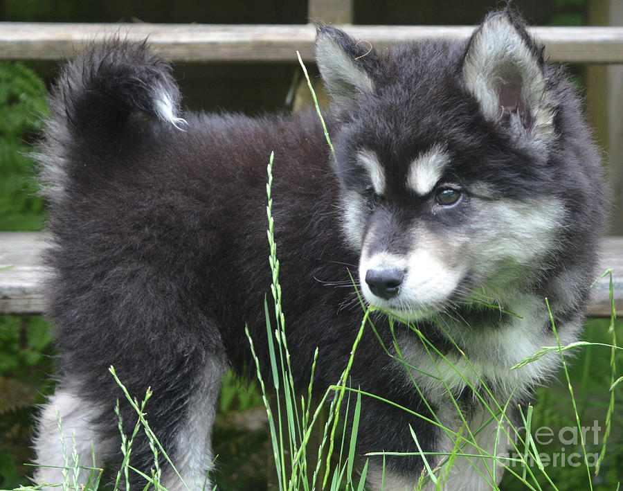 Fluffy and Furry Alusky Puppy Dog Looking through Tall Grass Photograph by DejaVu Designs