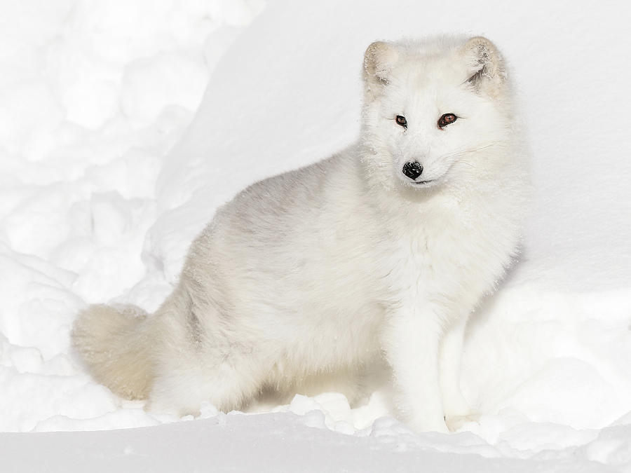 Snow White Arctic Fox Faux Fur