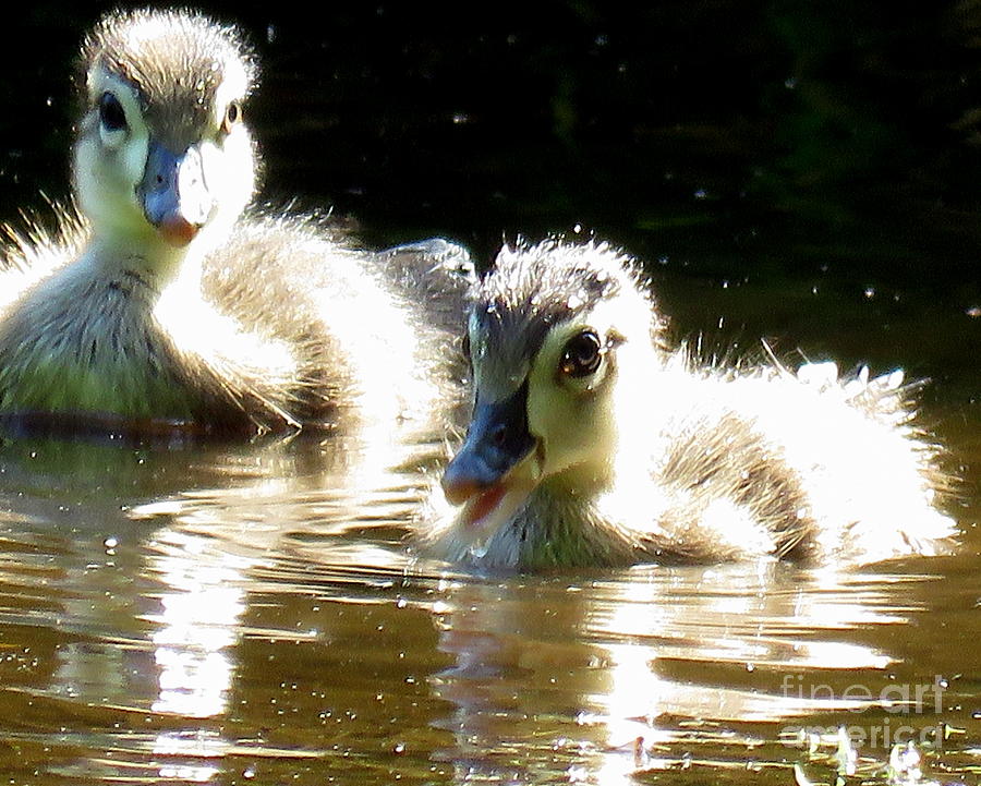 fluffy duck animal