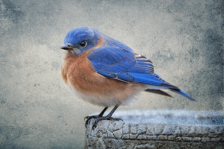 Bluebird Photograph - Fluffy Bluebird by Bonnie Barry