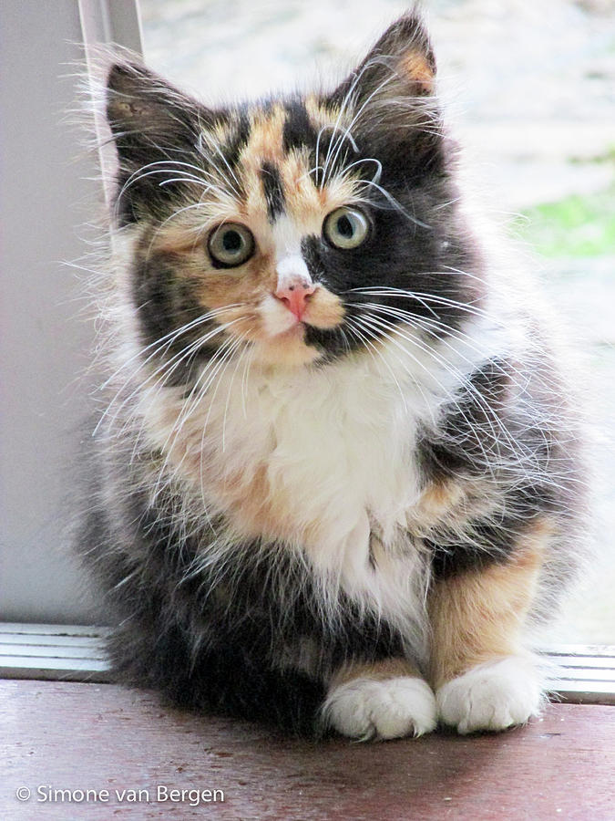 fluffy calico cat
