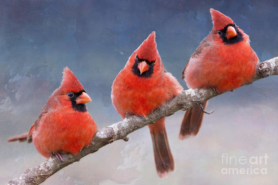 Fluffy Cardinal Trio Photograph by Bonnie Barry