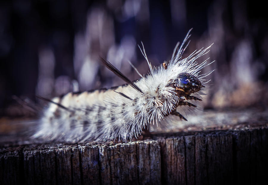 Fluffy Caterpillar 2 Photograph by Lilia S