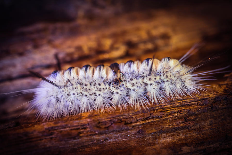 Fluffy Caterpillar  Photograph by Lilia S